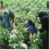 CEOSS works to increase small farmers income